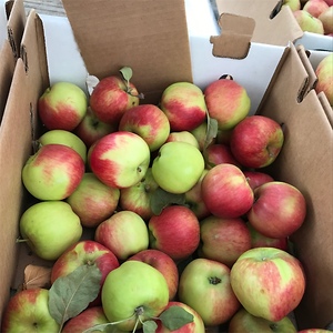 Apple - akaneページ akane_1200x1467.jpg?v=1709198560