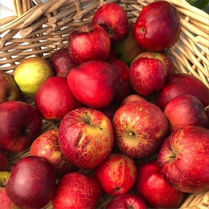 Apple - akaneページ Apple - Akane - tasting notes, identification, reviews