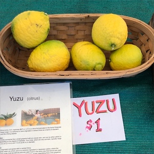 Shi Shi Yuzu Citrus Information and Facts