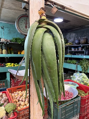 Aloe Information and Facts