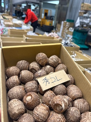 Satoimo Root (Taro) Information and Facts