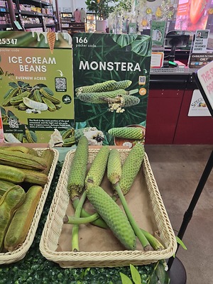 Monstera Deliciosa Information and Facts
