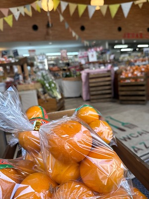 Kiyomi Oranges Information and Facts