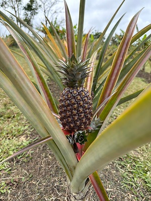 Sugarloaf Pineapples Information and Facts