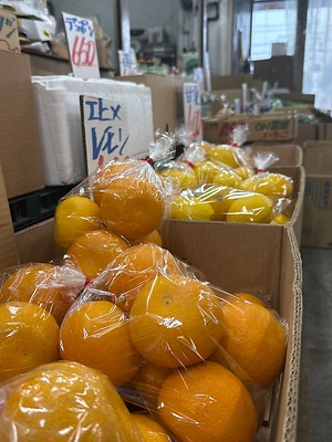 果物 haku Hassaku Oranges Information and Facts