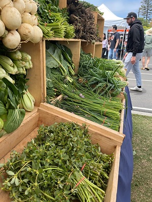 Purslane Information and Facts