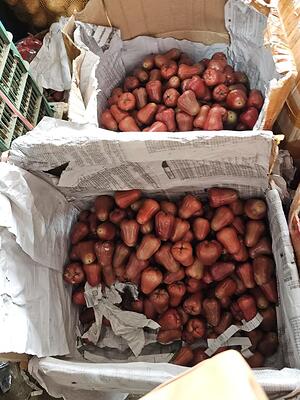 Tahitian Taro Root Information and Facts
