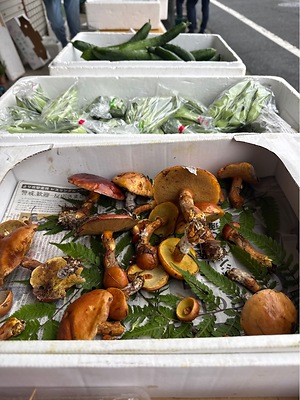 Hanaiguchi Mushrooms Information and Facts