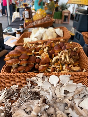 maitakeページ Maitake Mushrooms Information and Facts