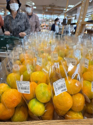 Japanese Mikan Oranges Information and Facts