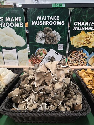 maitakeページ Maitake Mushrooms Information and Facts